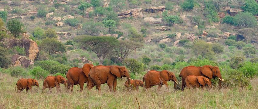 Tsavo